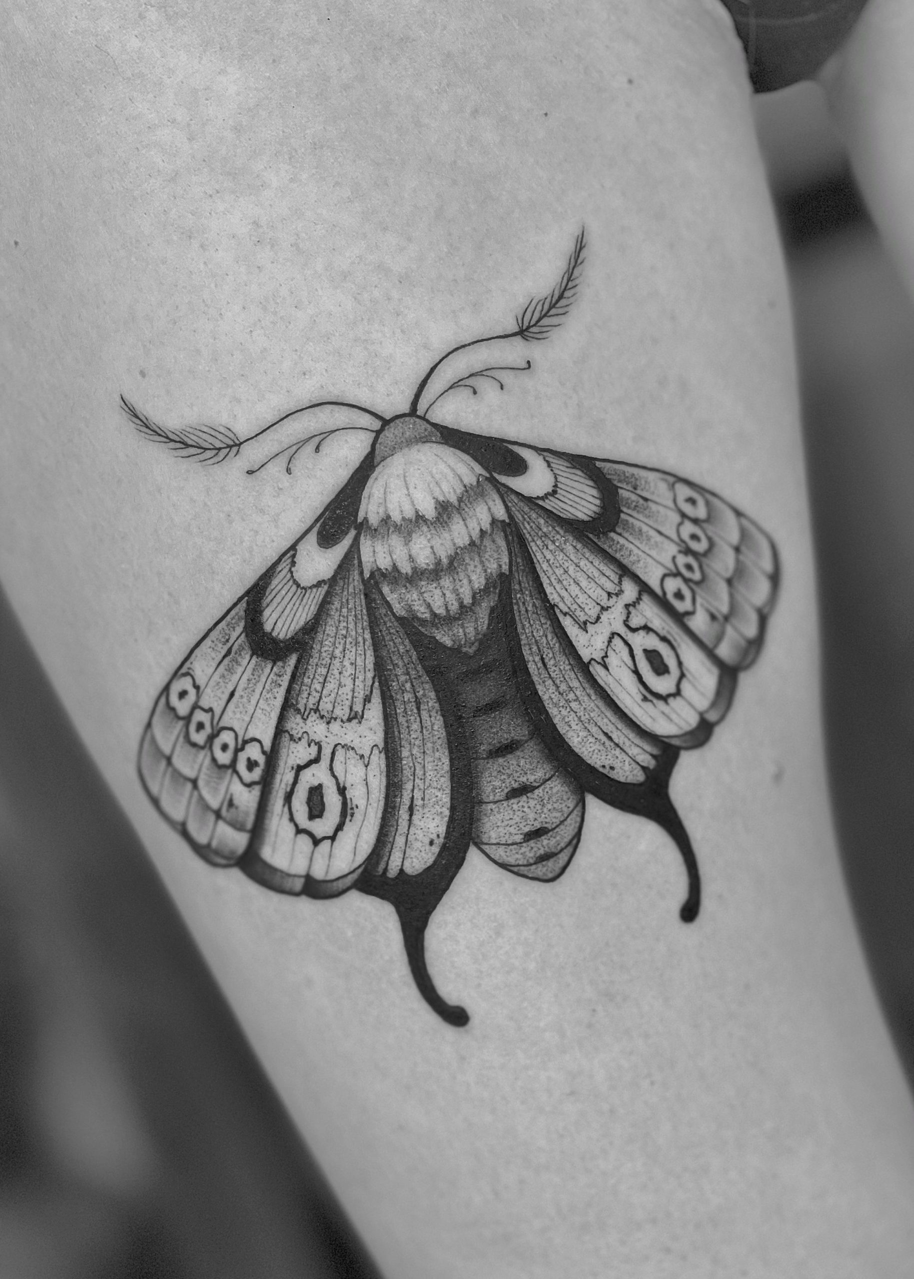 tatuaje polilla
